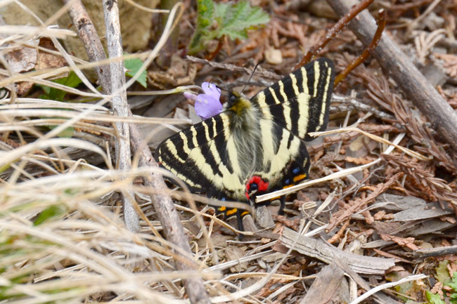 富士宮市のギフチョウ