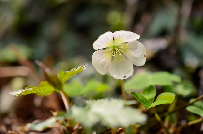 ミヤマカタバミ