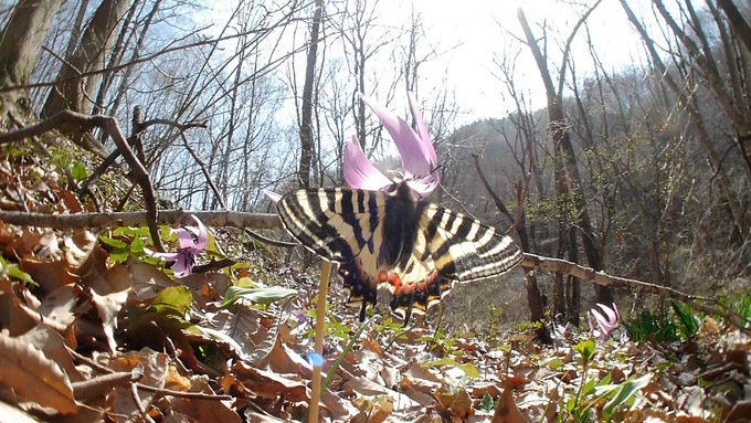 ヒメギフチョウ