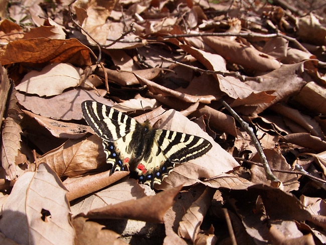 ヒメギフチョウの日光浴