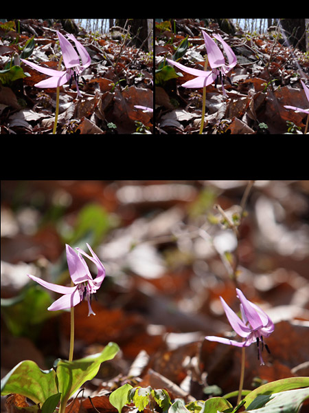 カタクリ(立体写真）
