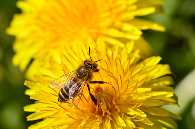 タンポポに来たニホンミツバチ