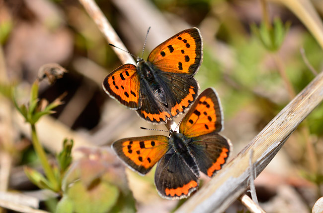 ベニシジミの求愛
