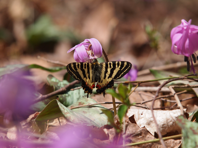 採集ではなく撮影を