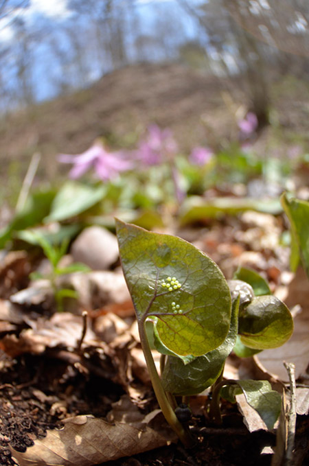 ヒメギフチョウの卵