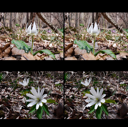 白いカタクリ（３D立体写真）