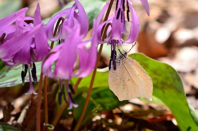 カタクリにきたスジボソヤマキチョウ