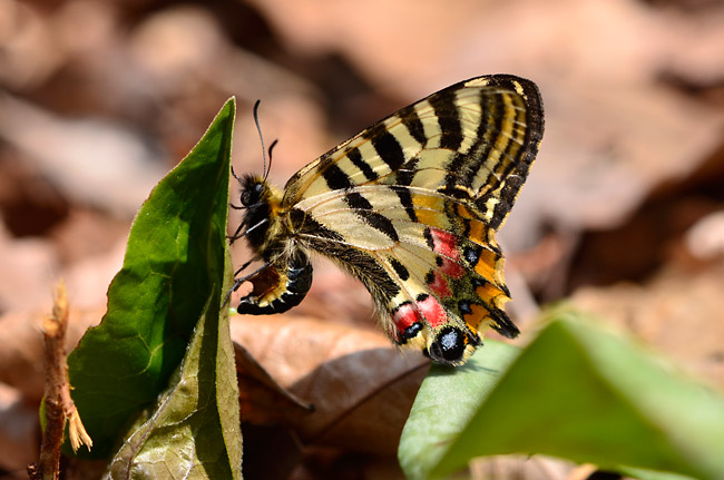 ヒメギフチョウの産卵