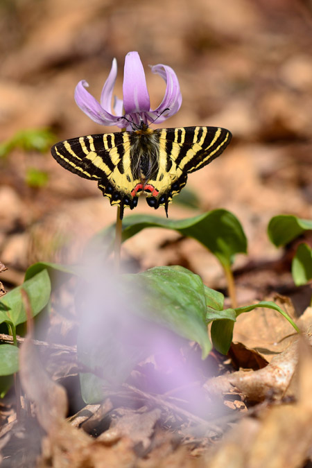 48年ぶりの安曇野のヒメギフチョウ
