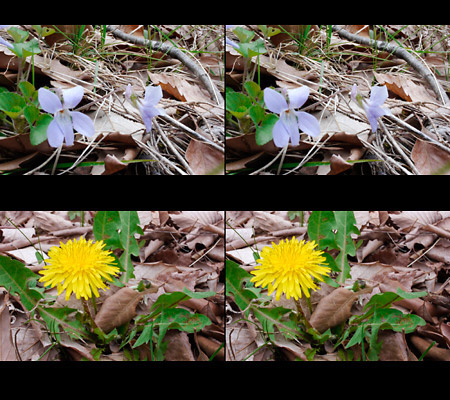 タンポポとスミレ（3D写真）