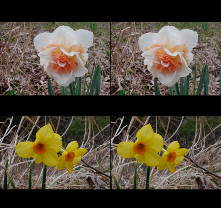 スイセン（3D写真）