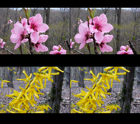 モモとレンギョウ（3D写真）