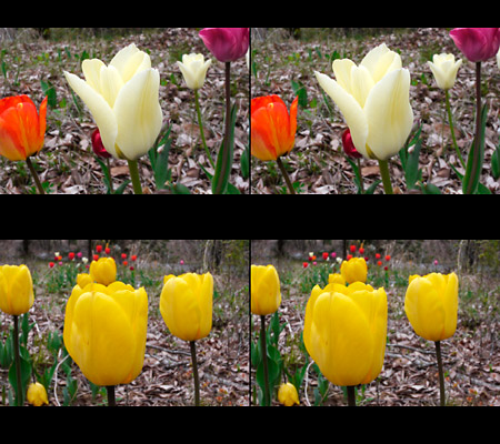 庭のチューリップ2（3D写真）