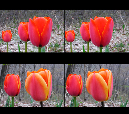 庭のチューリップ（3D写真）