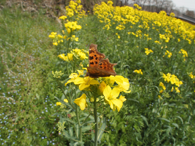 シータテハ（フィッシュアイコンバーター）