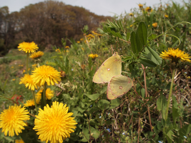 モンキチョウの交尾（フィッシュアイコンバーター）