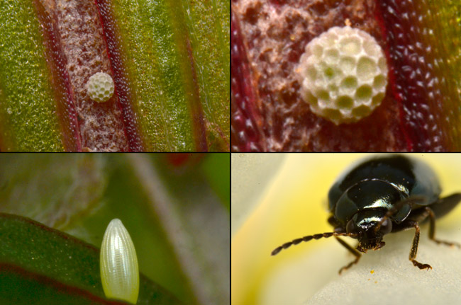 改造マクロ＋3倍テレコンで高倍率撮影