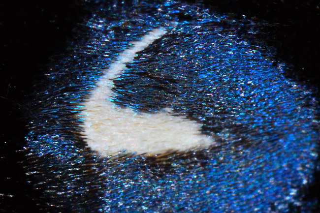 エゾヨツメの翅の模様　