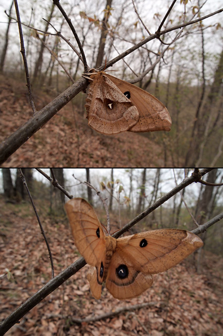 PEN用ワイドコンバーター「WCON-P01」