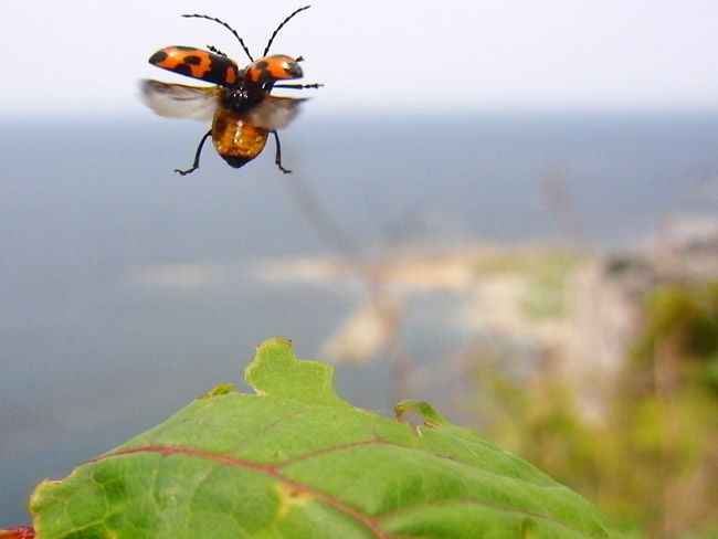 イタドリハムシの飛翔