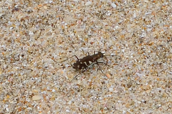 ハラビロハンミョウ