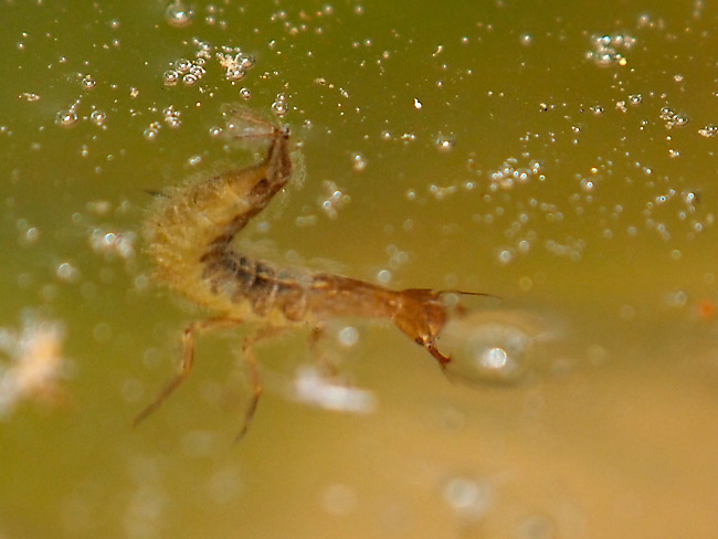 シャープゲンゴロウモドキの幼虫