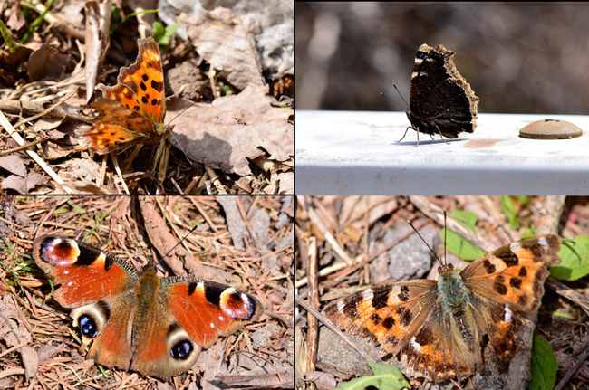 春のタテハチョウ