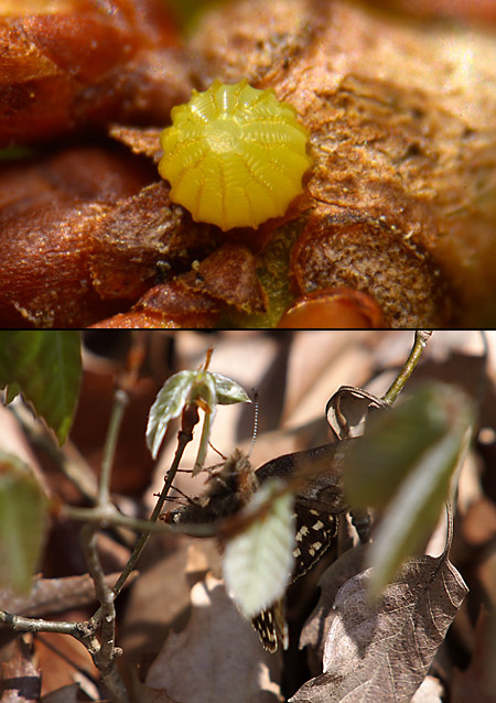 ミヤマセセリの産卵と卵