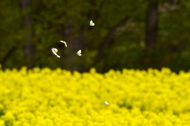 スジグロシロチョウを追うモンシロチョウ