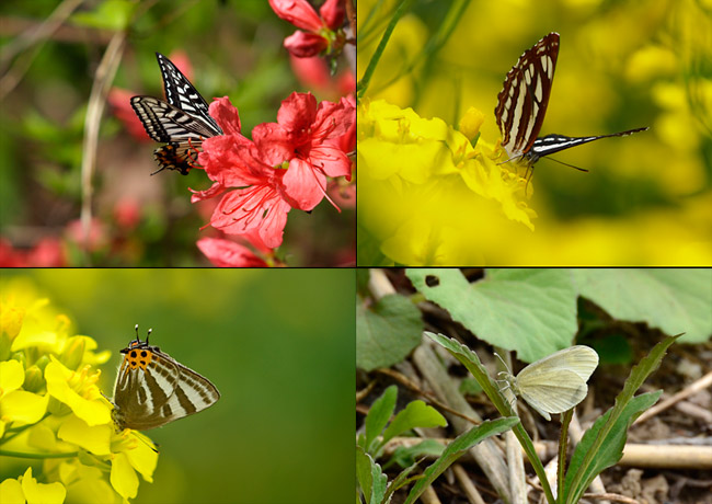 今年はじめて見た蝶