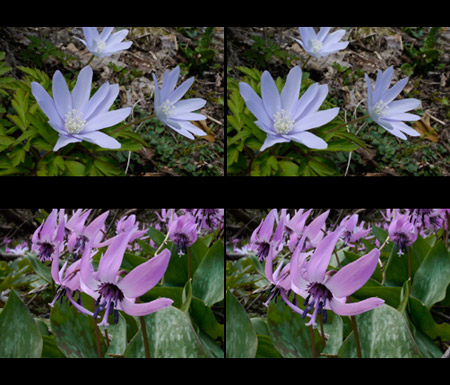 キクザキイチゲ（3D立体写真）