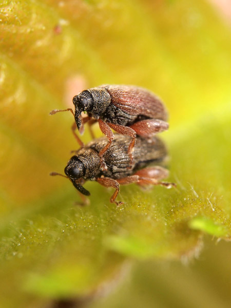 アカアシノミゾウムシの交尾