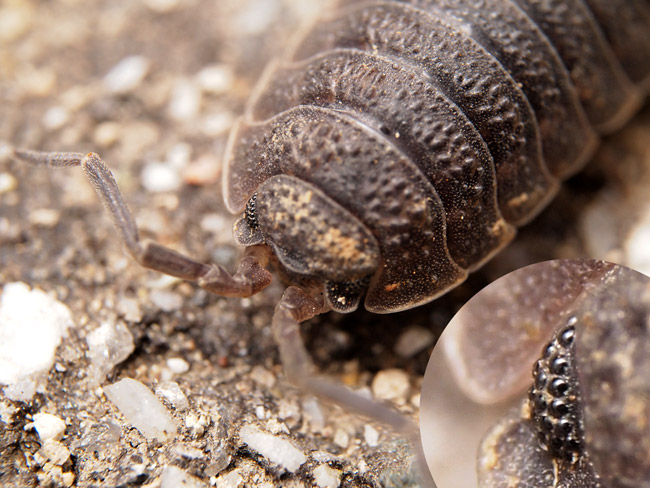 ワラジムシの複眼