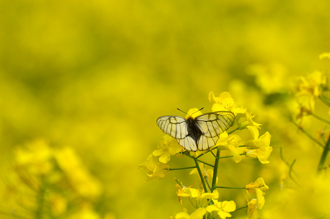 ウスバシロチョウ