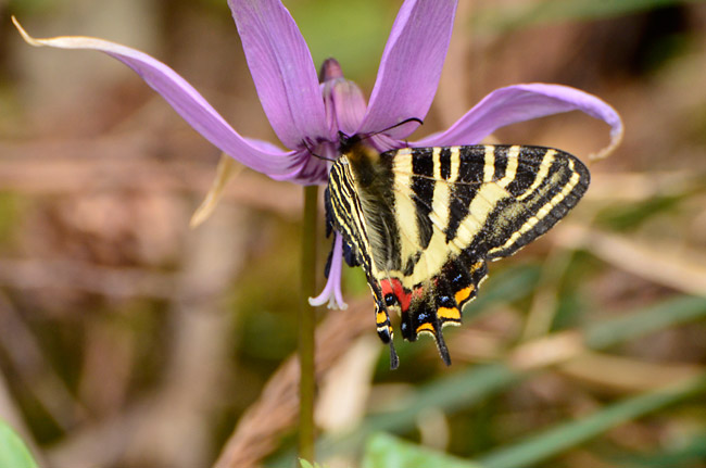  カタクリとギフチョウ