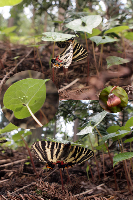 フタバアオイに産卵するギフチョウ