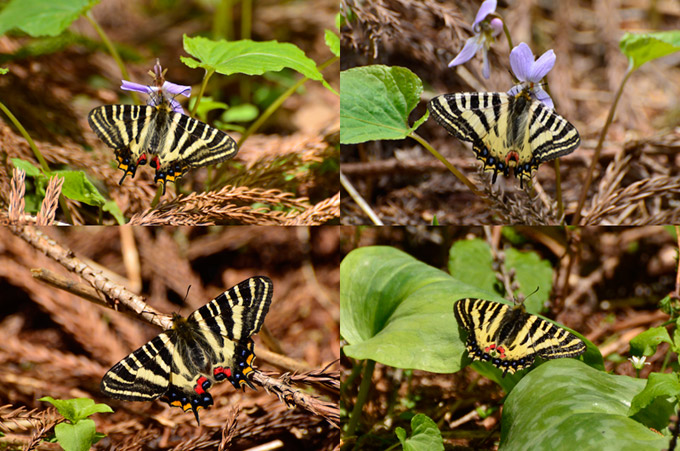 ギフチョウとヒメギフチョウ