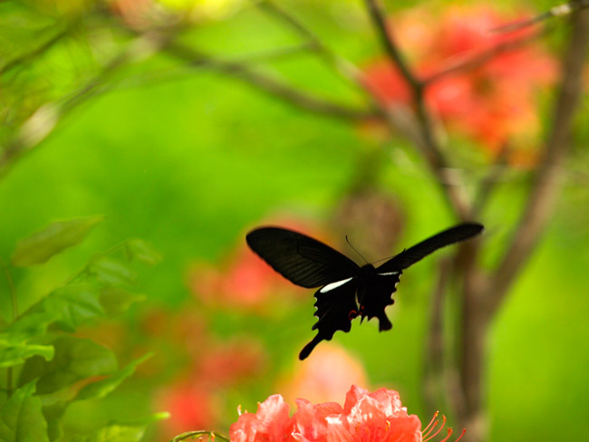 オナガアゲハの春型
