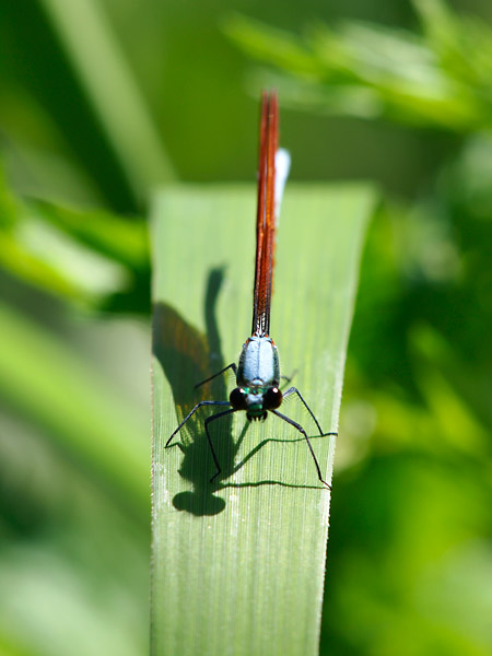 カワトンボを正面から