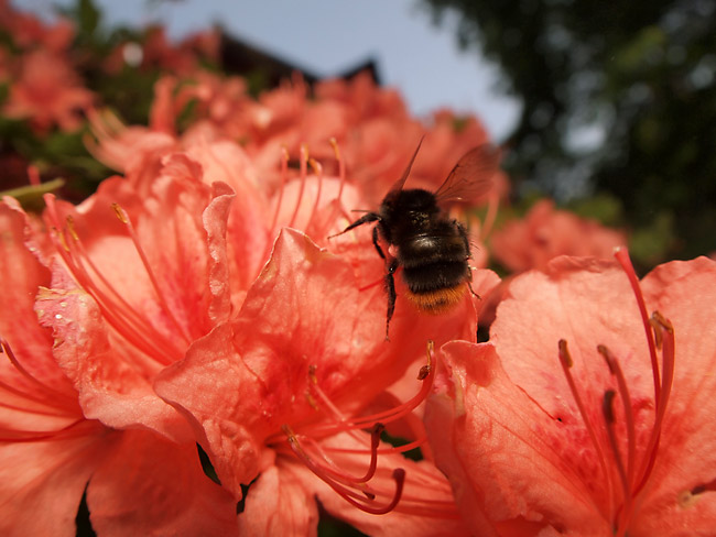 コマルハナバチ 