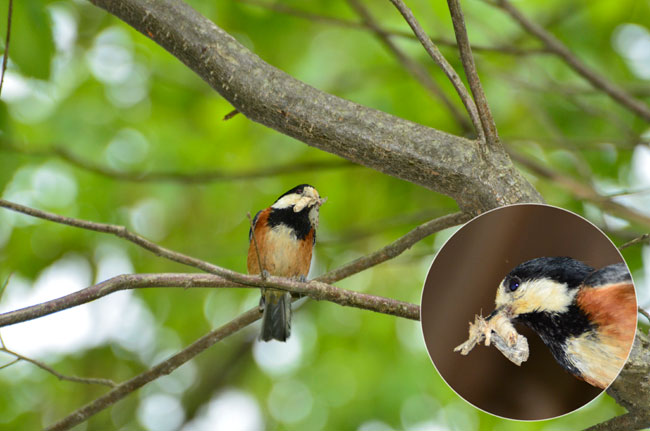 餌をとるヤマガラ