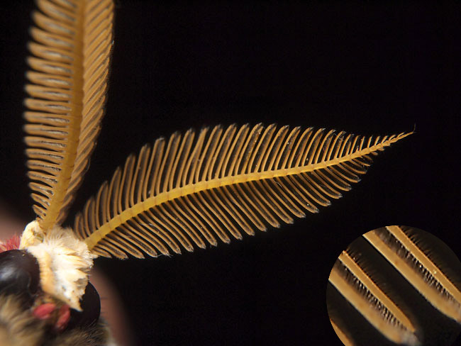 オオミズアオの触角