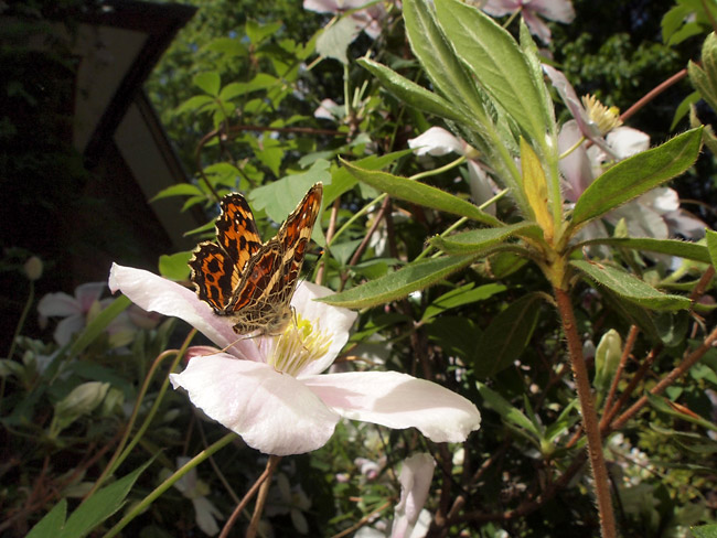 クレマチスに来たサカハチチョウ