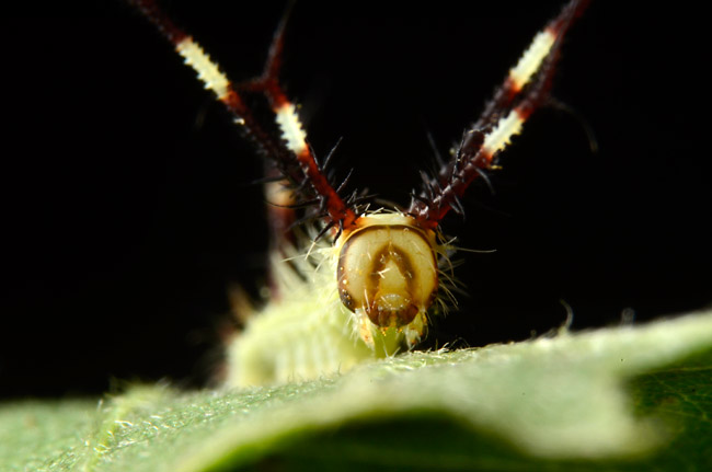 エゾヨツメの幼虫