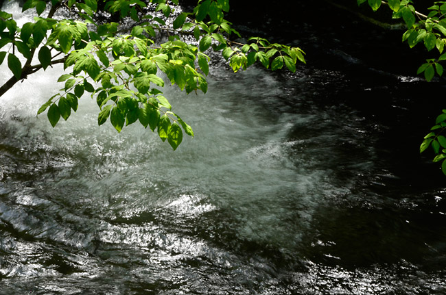 新緑の清流