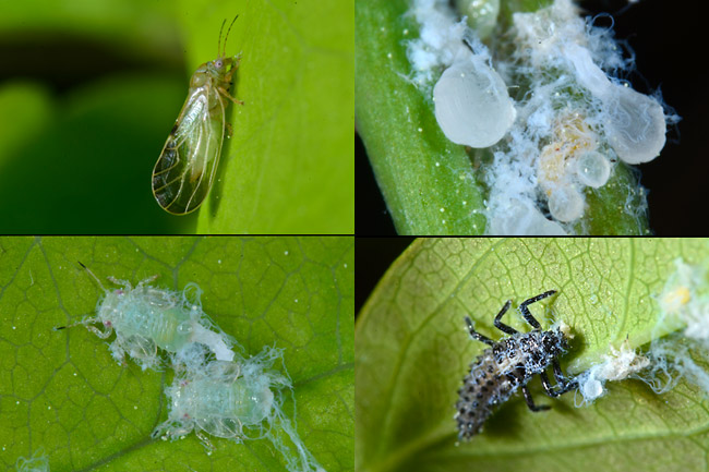 ハコネキジラミ