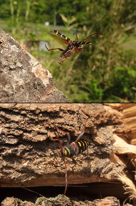 クリストフコトラカミキリ
