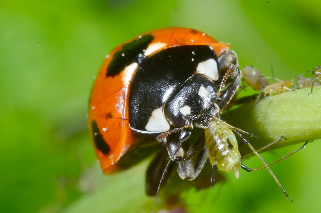 ナナホシテントウの補食