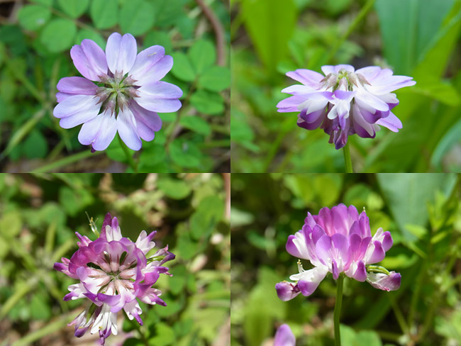 レンゲの花の日周運動