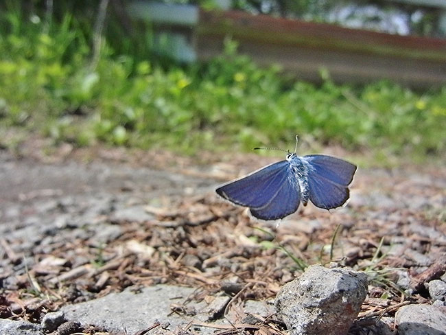 ツバメシジミの飛翔